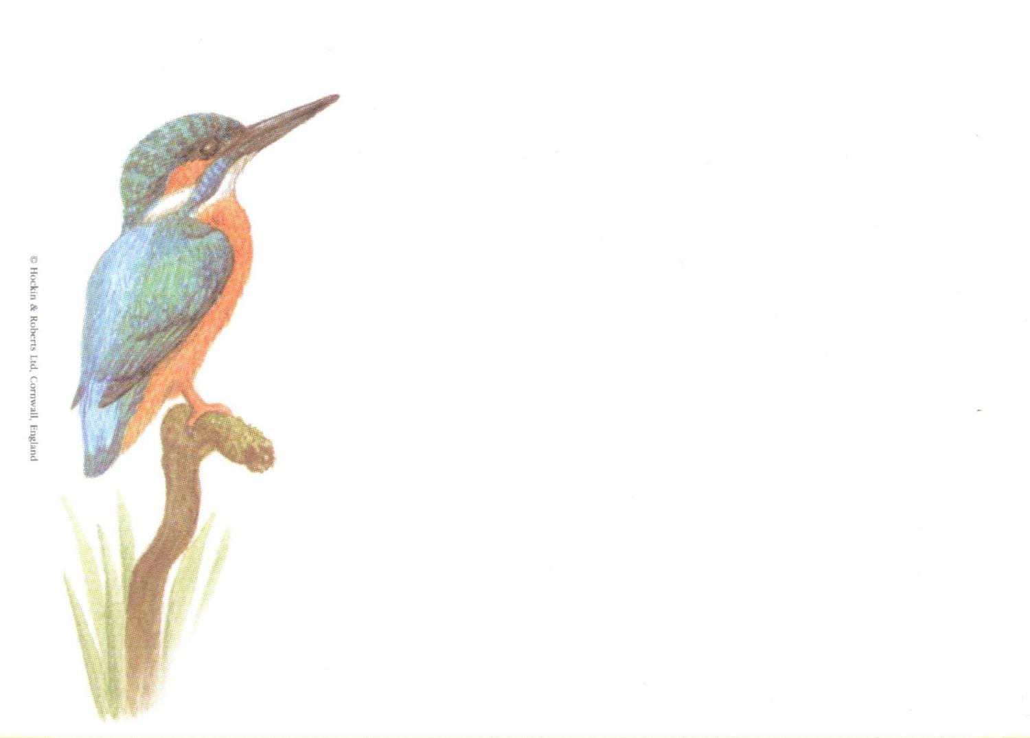 Sticky Notes - Kingfisher