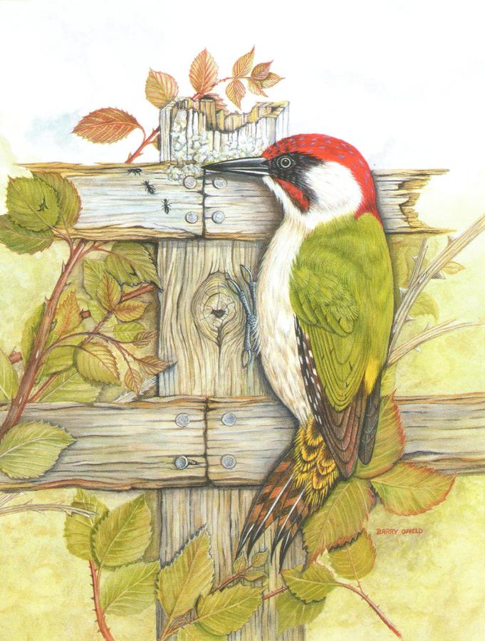 Magnetic Fridge Pad - Green Woodpecker