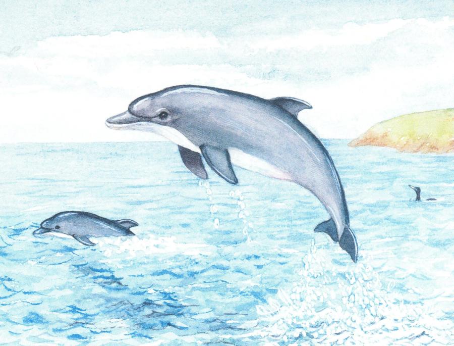 Magnetic Fridge Pad - Dolphins