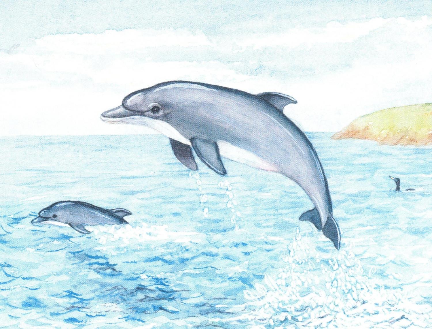 Magnetic Fridge Pad - Dolphins