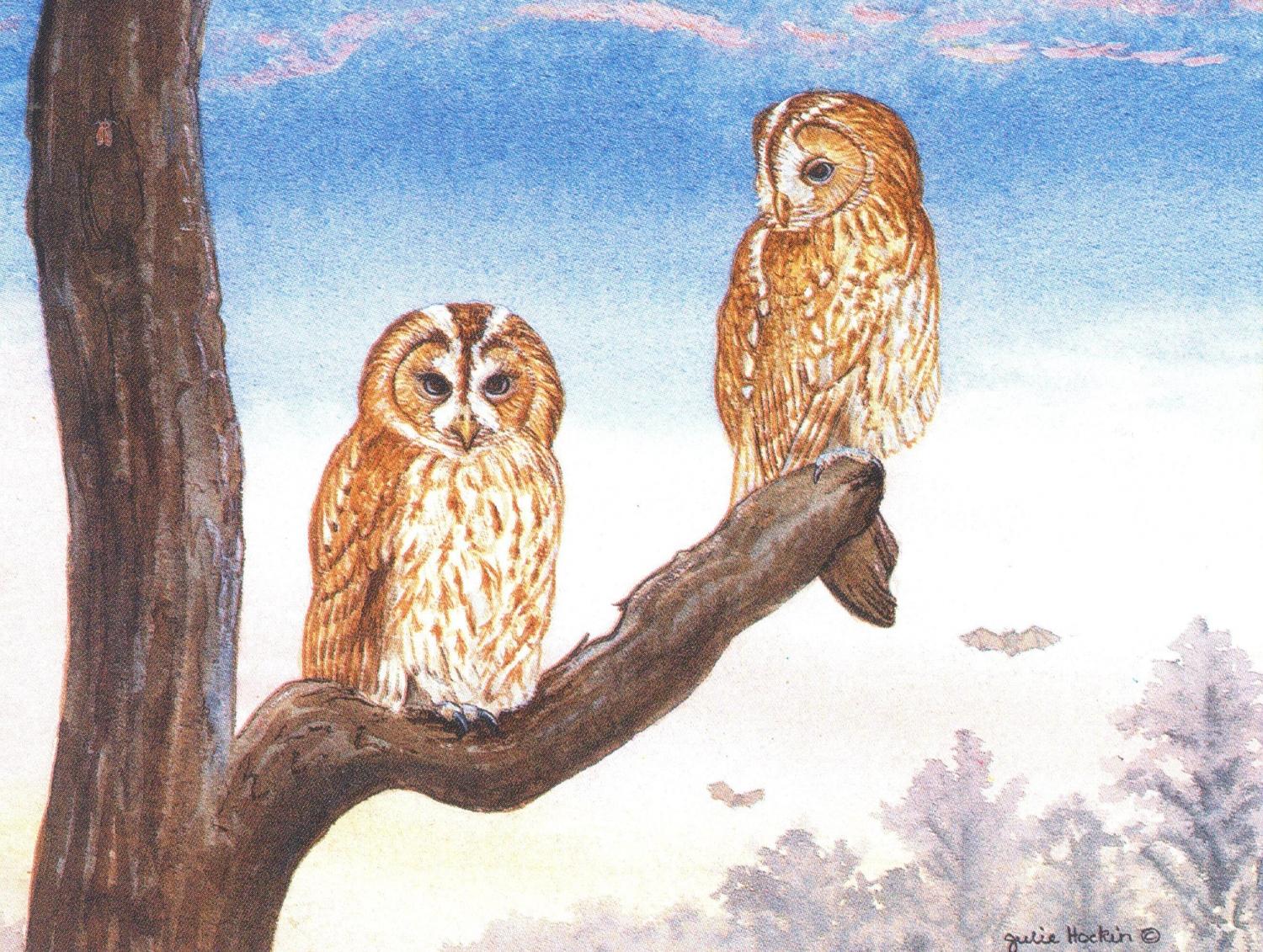 Magnetic Fridge Pad - Tawny Owls at Sunset