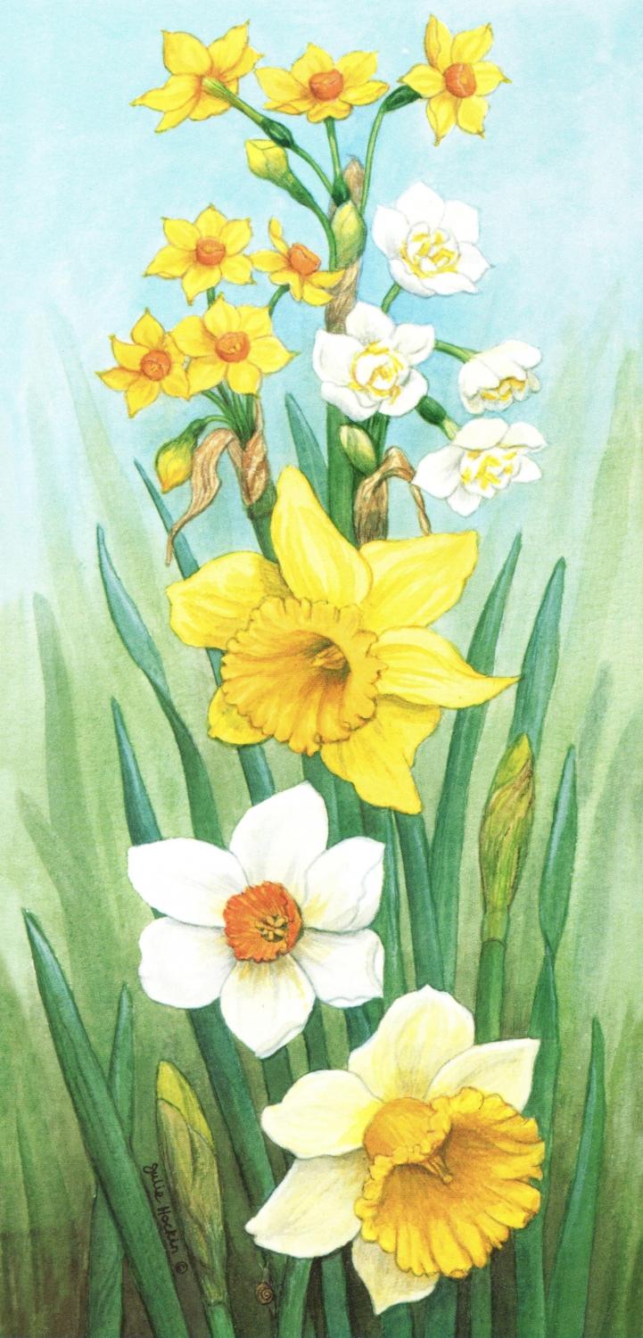 Tall Card - Daffodil