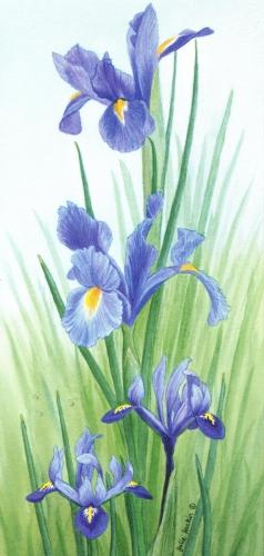 Tall Card - Iris
