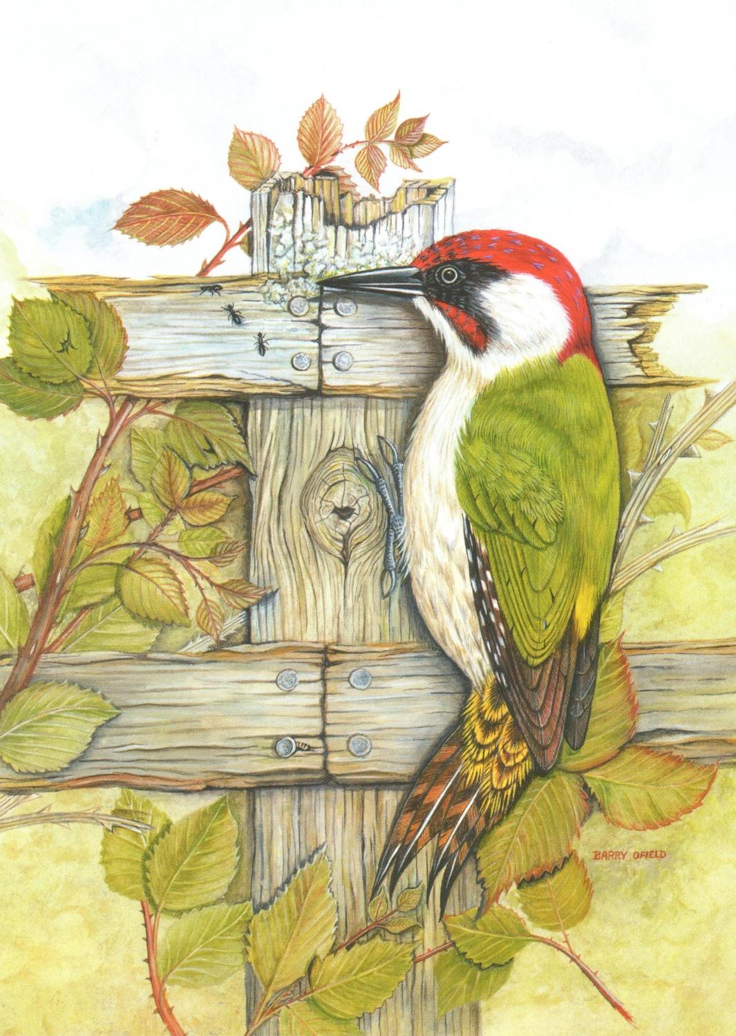 Card- Green Woodpecker