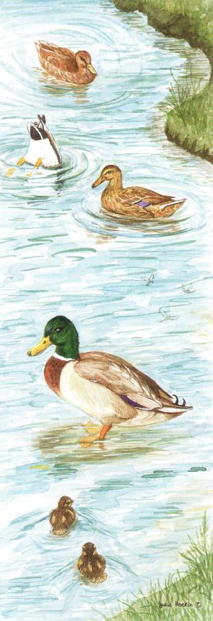 Bookmark - Mallard Ducks