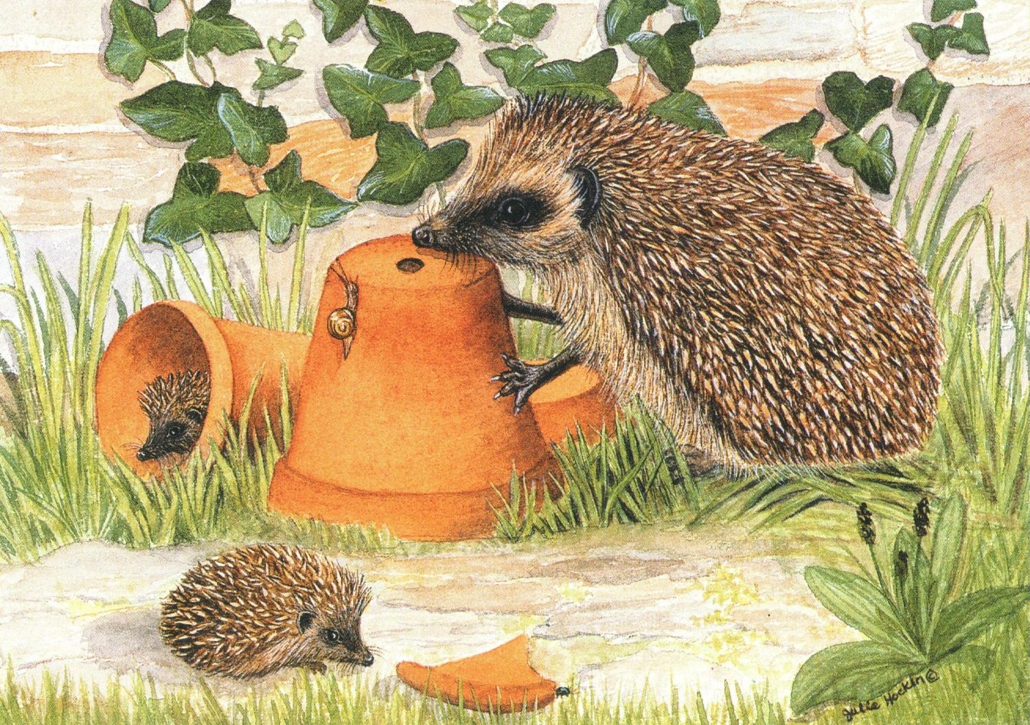A6 Card - Hedgehog & Flowerpots