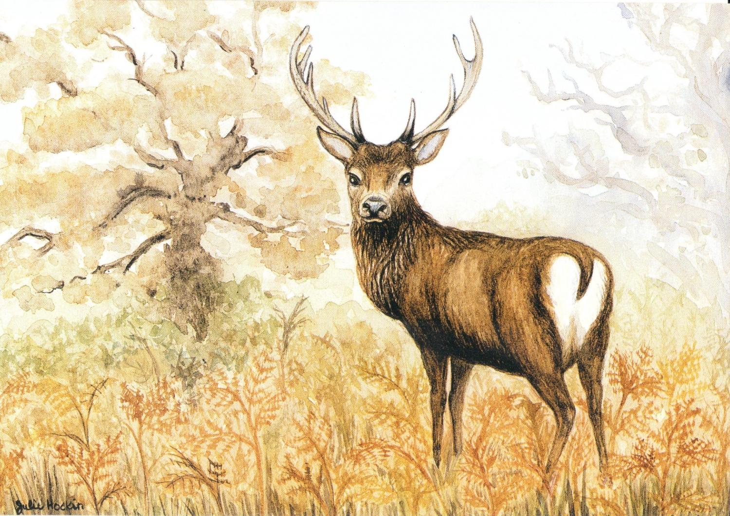 A6 Card - Red Deer Stag