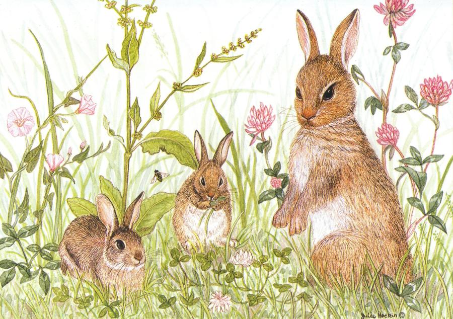 A6 Card - Rabbits