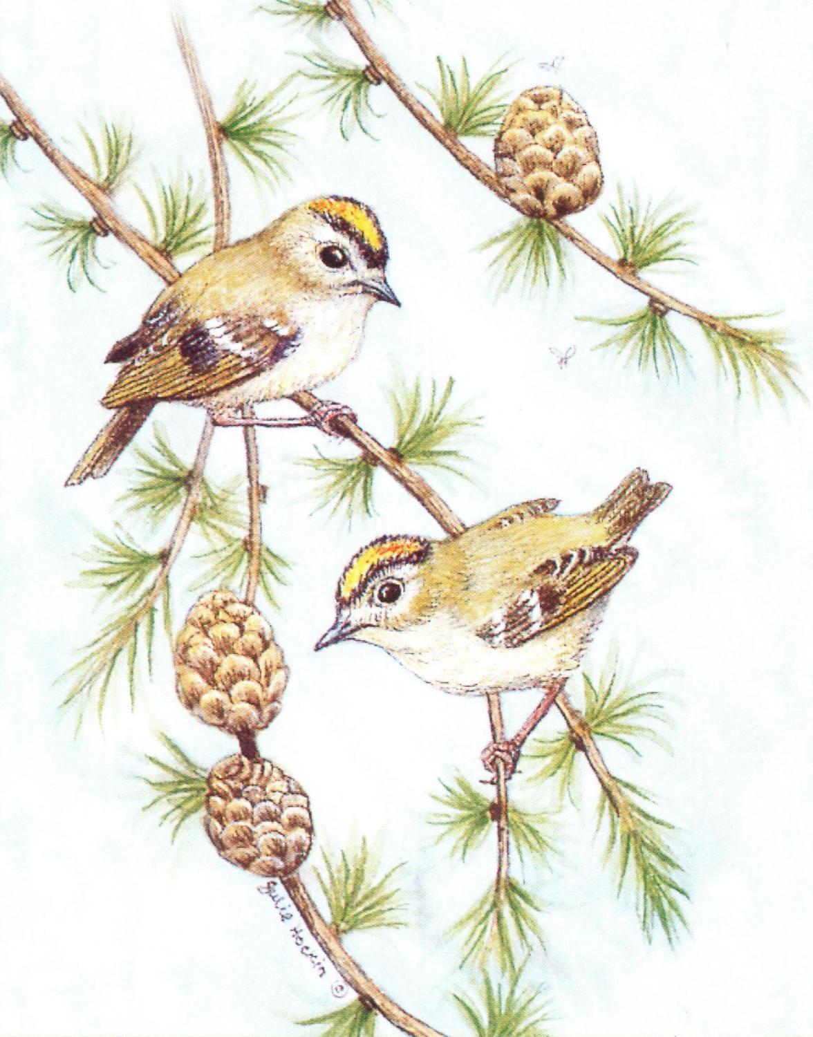 Small Card - Goldcrest