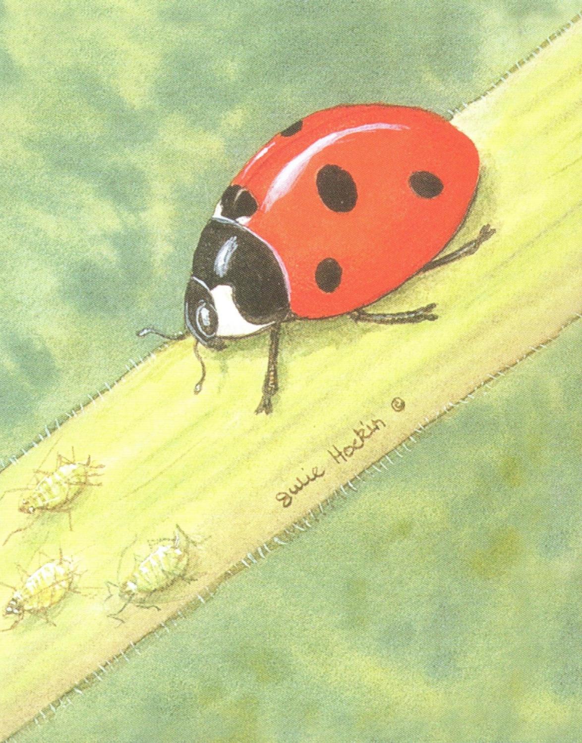 Small Card - Ladybird