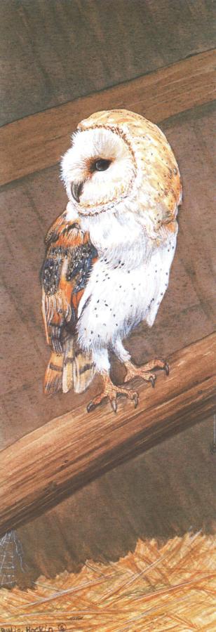 Bookmark - Barn Owl