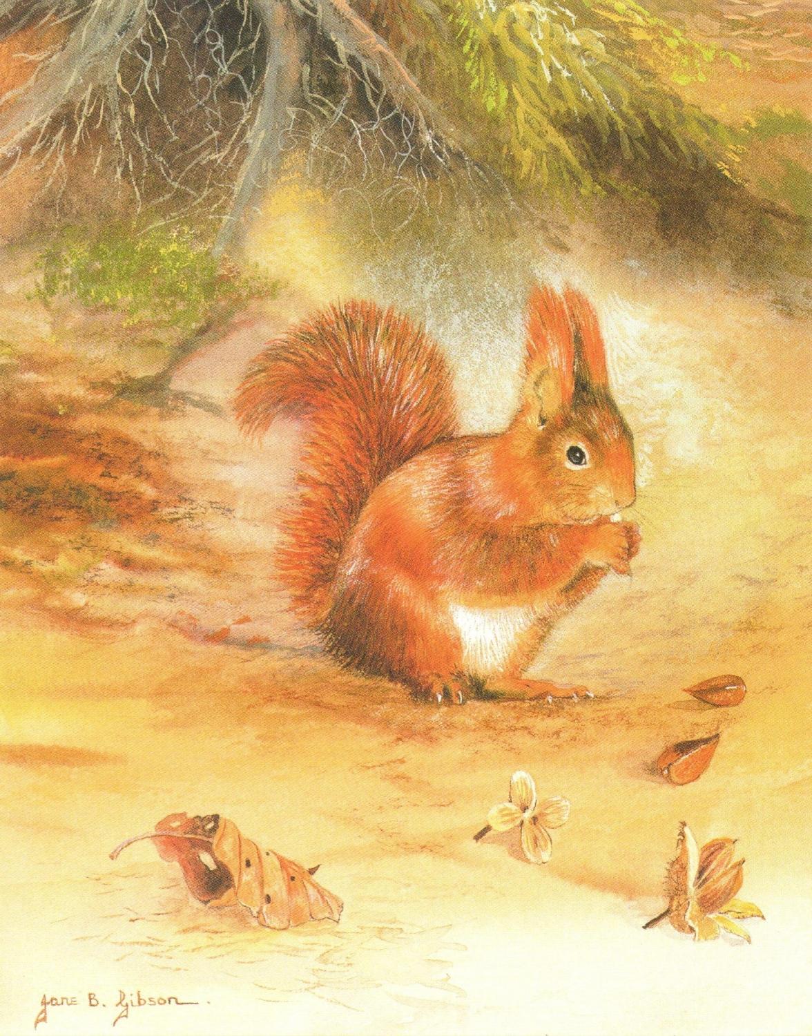 Small Card - Red Squirrel
