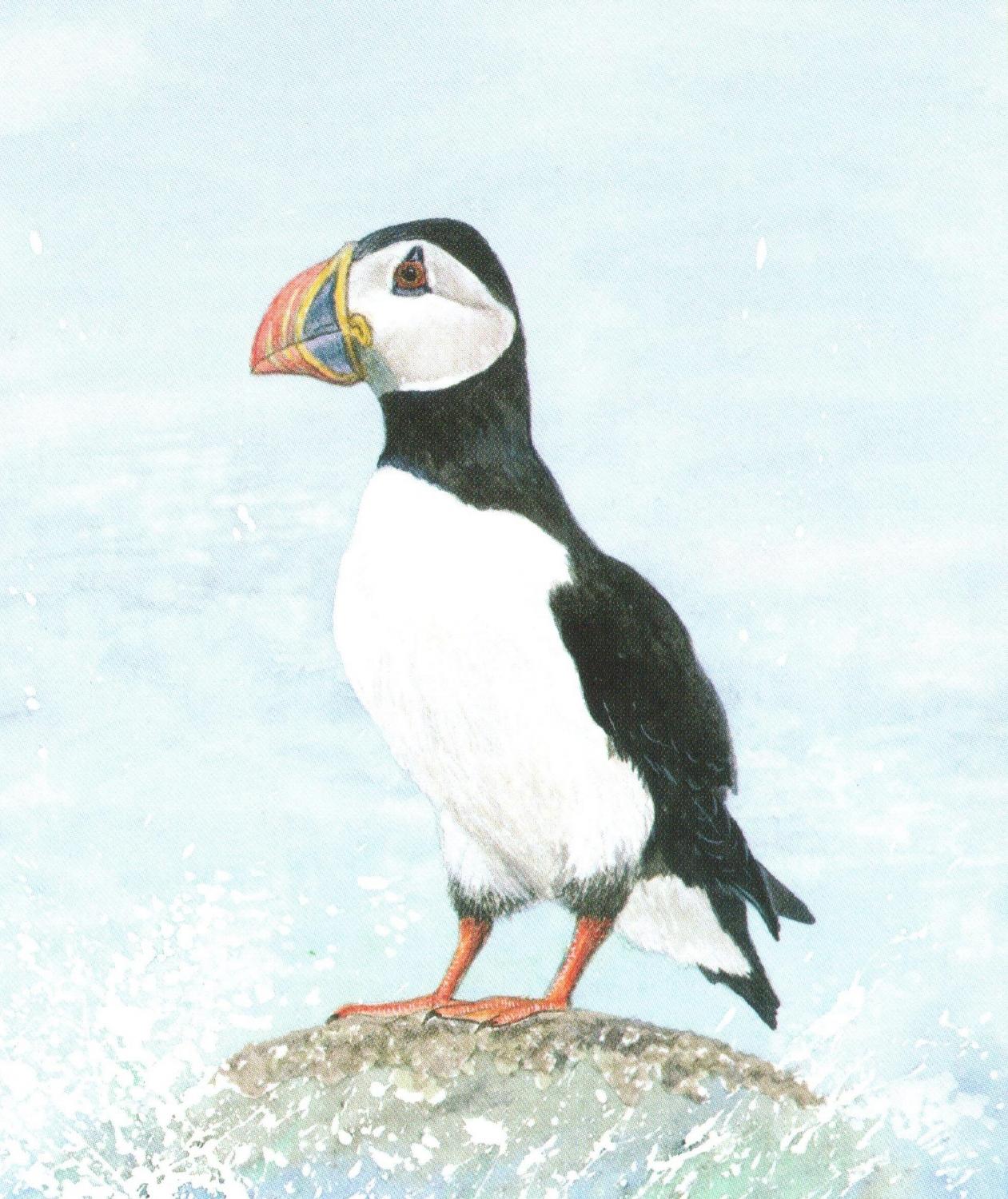 Small Card - Puffin