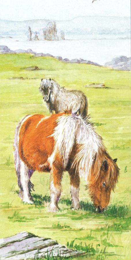 Money Card - Shetland Pony