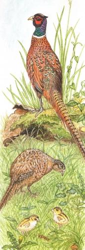 Bookmark - Pheasants