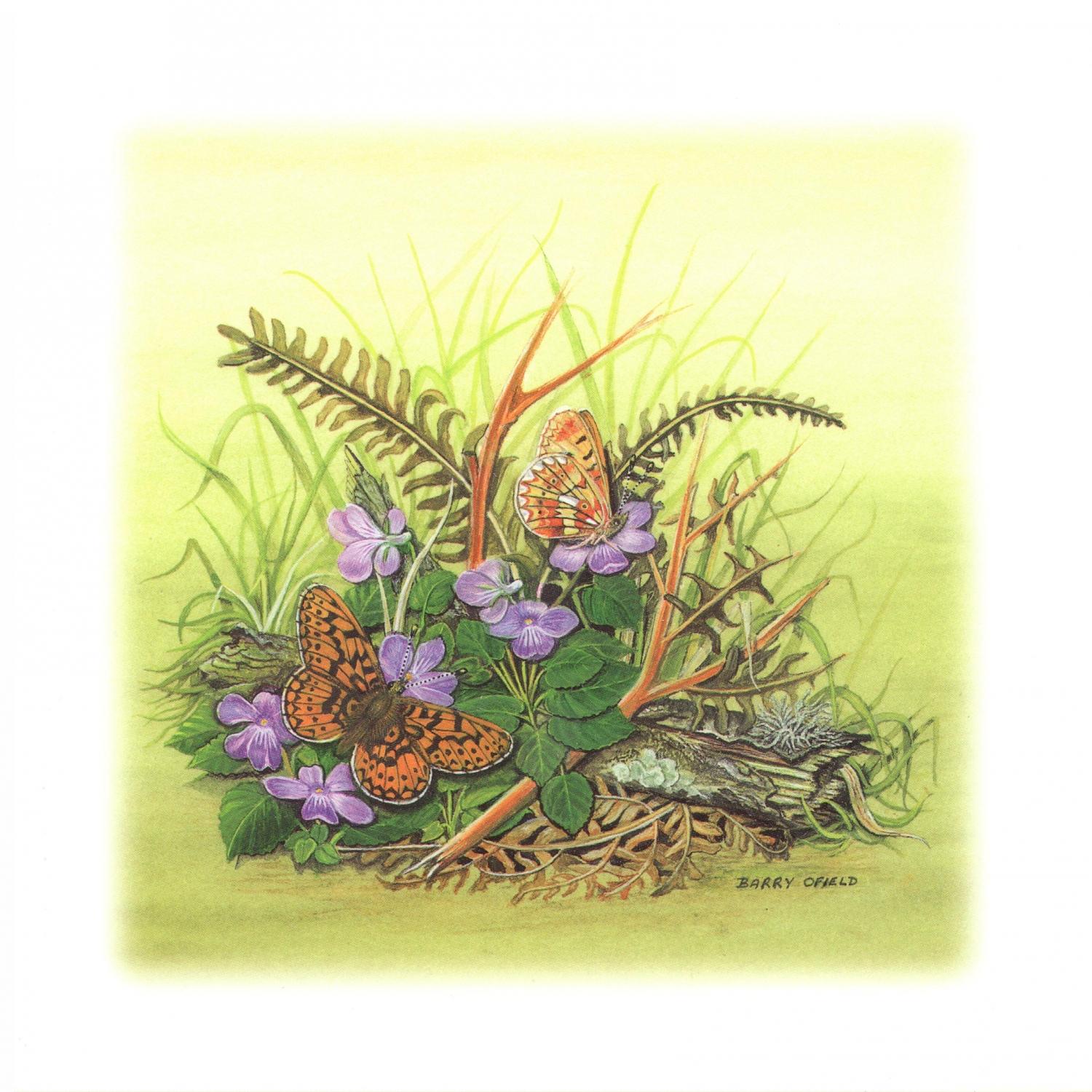 Square Card - Pearl Bordered Fritilary