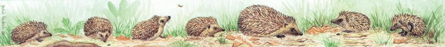 Ruler - Hedgehogs