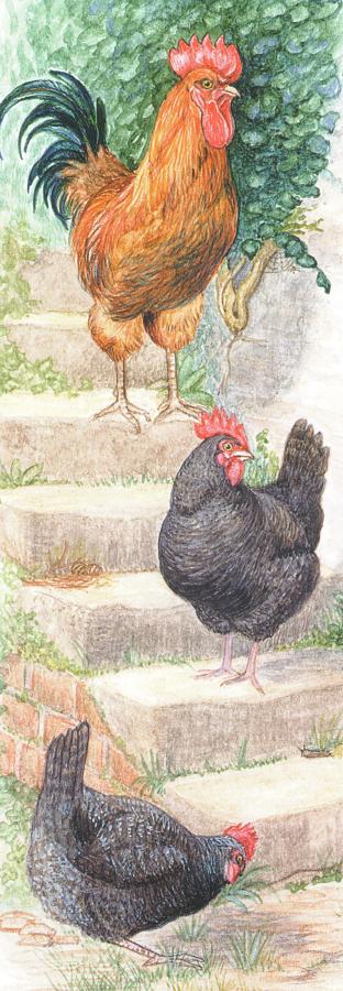 Bookmark - Rooster & Chickens