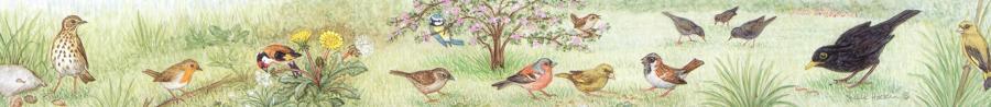 Ruler - Garden Birds