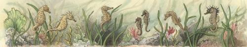 Ruler - Seahorse