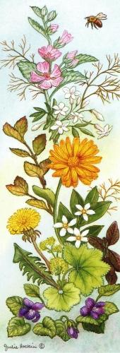 Bookmark - Cosmetic Herbs
