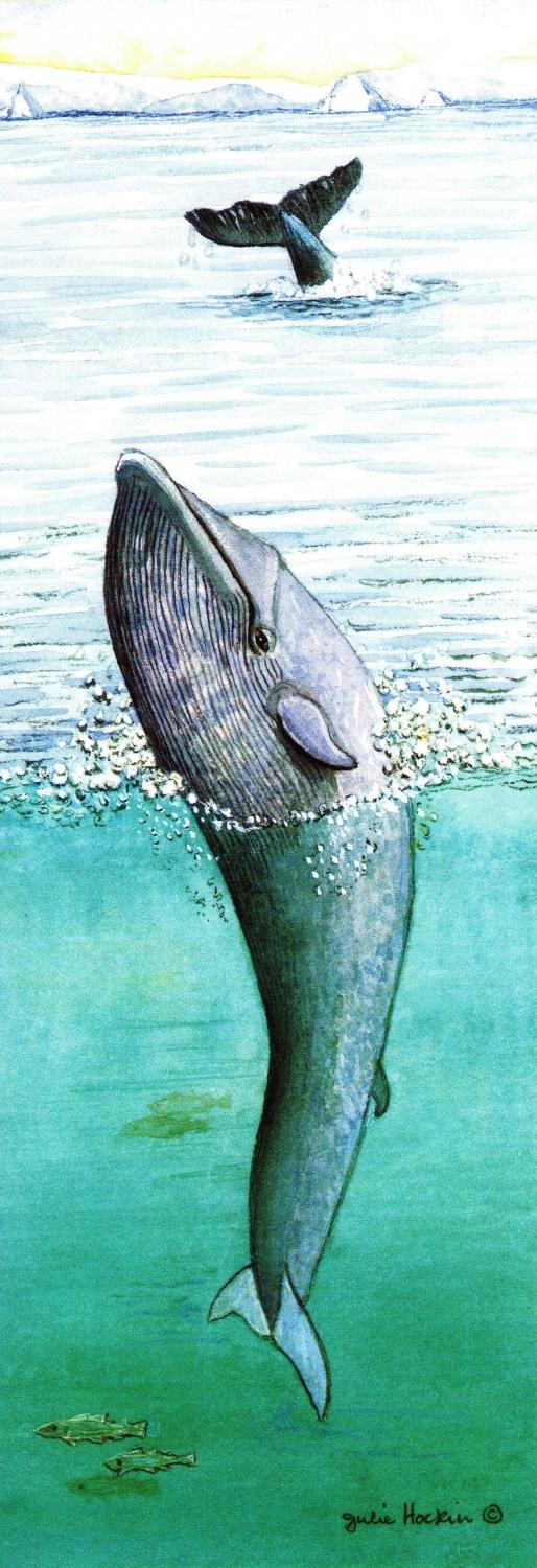 Bookmark - Blue Whale